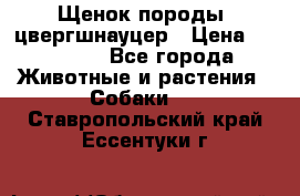 Щенок породы  цвергшнауцер › Цена ­ 30 000 - Все города Животные и растения » Собаки   . Ставропольский край,Ессентуки г.